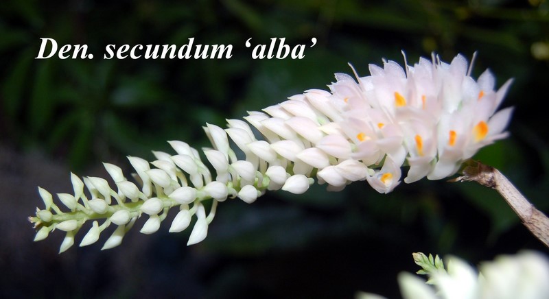 Den. secundum - alba